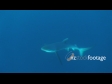 Shark Blue 4 1319